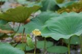 Nelumbo nucifera