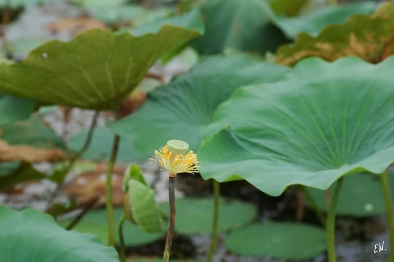 Изображение особи Nelumbo nucifera.