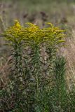 Solidago canadensis