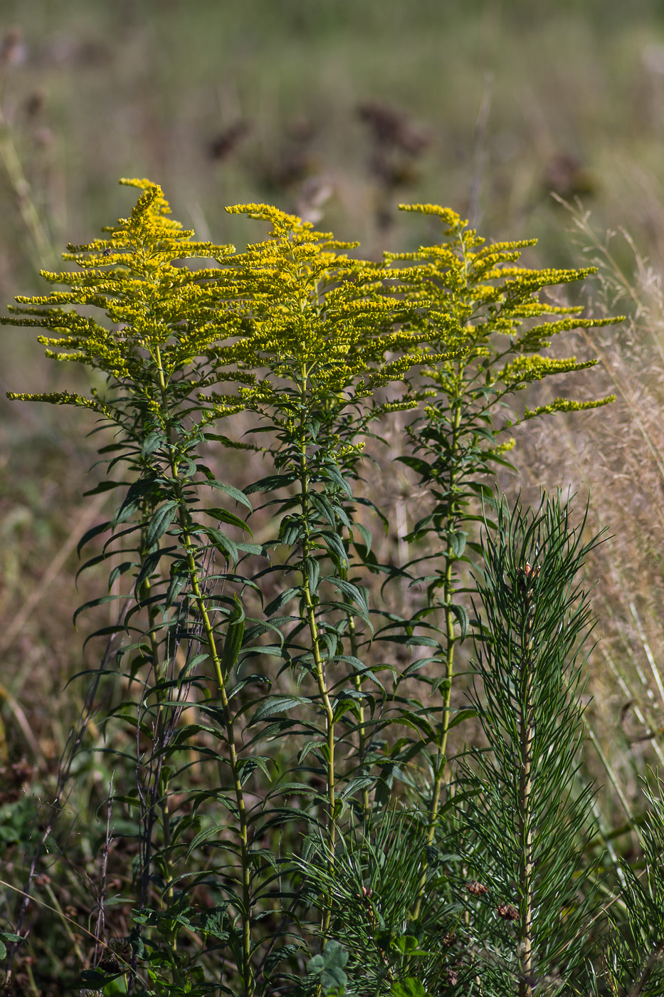 Изображение особи Solidago canadensis.