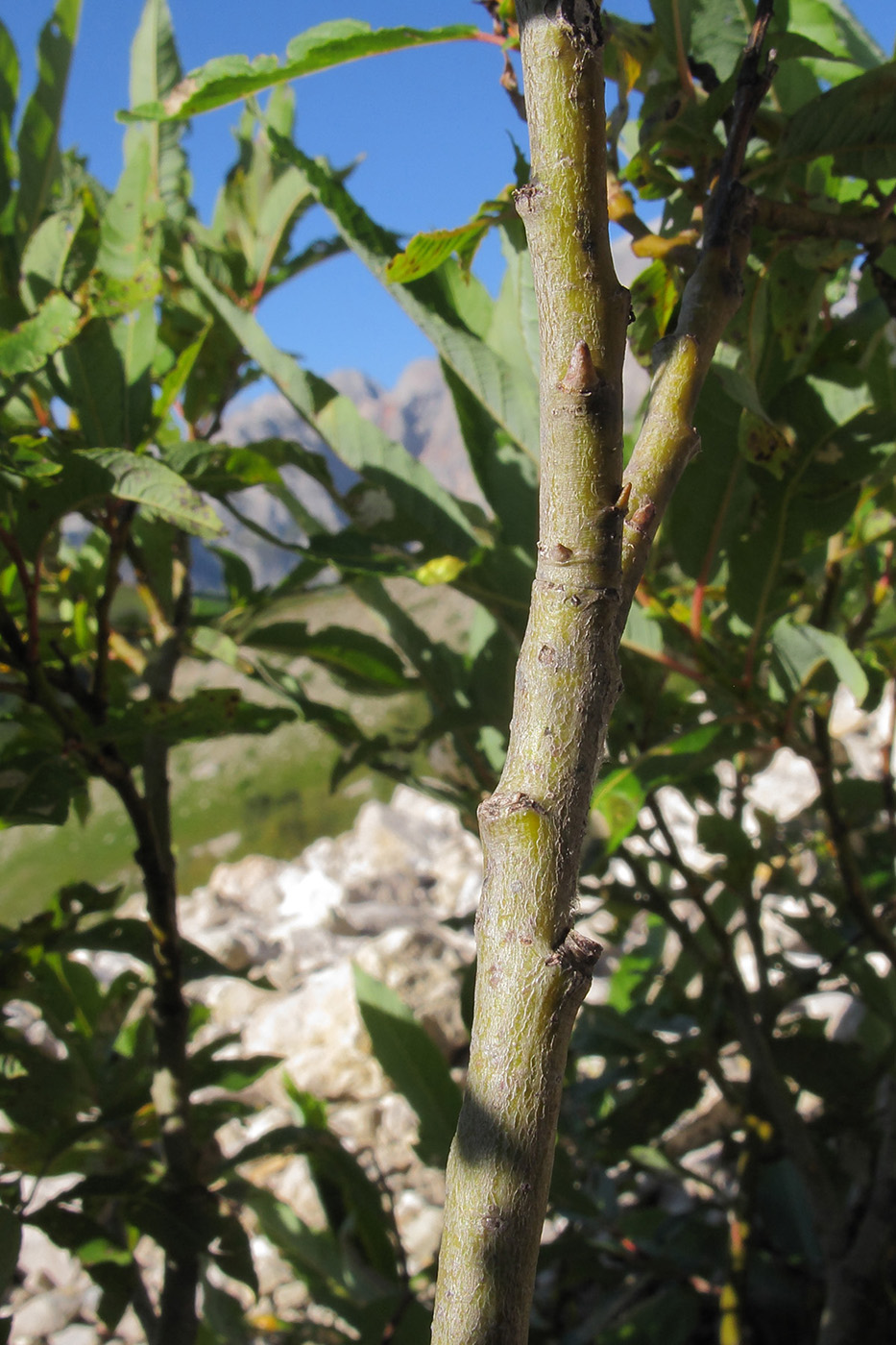 Image of Salix caucasica specimen.