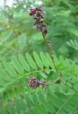 Amorpha fruticosa