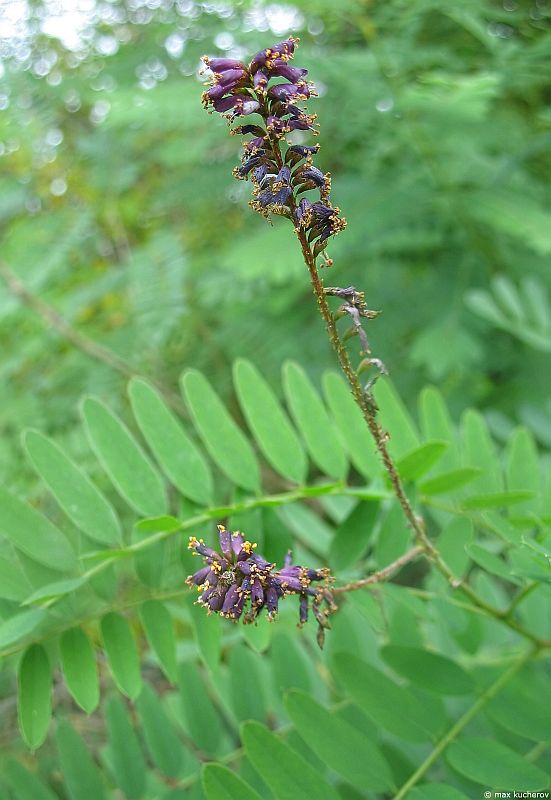 Изображение особи Amorpha fruticosa.