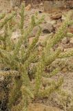 Cylindropuntia разновидность major