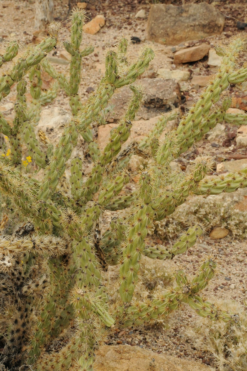 Image of Cylindropuntia acanthocarpa var. major specimen.