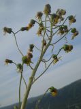 Ligularia thyrsoidea