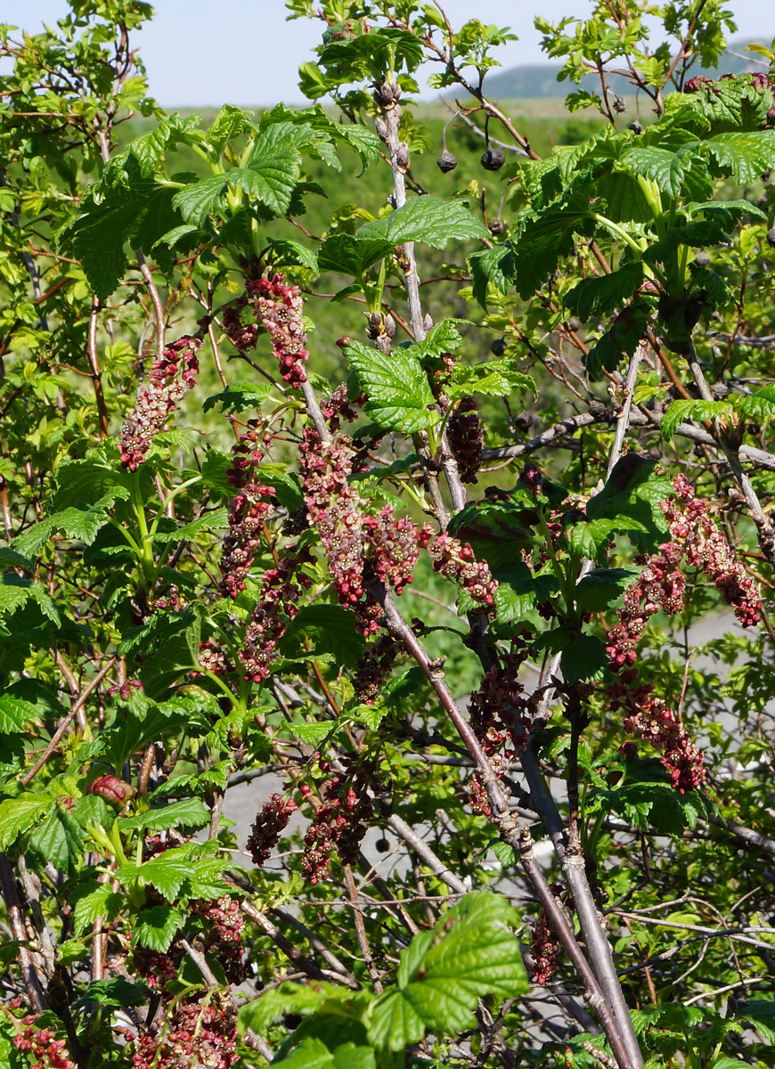 Image of Ribes atropurpureum specimen.