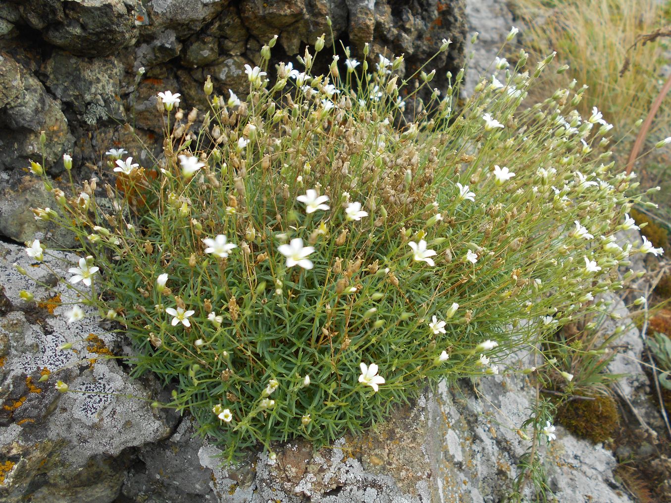 Image of Minuartia helmii specimen.