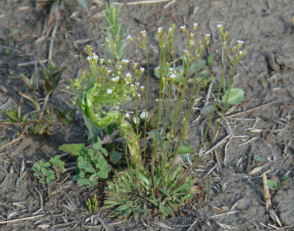 Изображение особи Androsace septentrionalis.