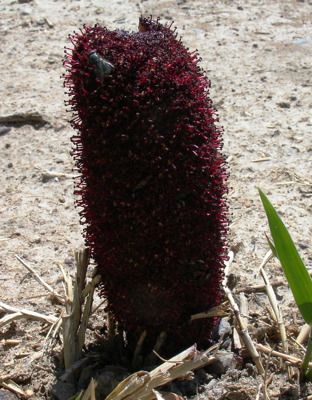 Image of Cynomorium songaricum specimen.