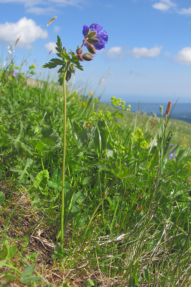 Image of Geranium gymnocaulon specimen.