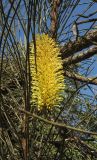 Hakea chordophylla