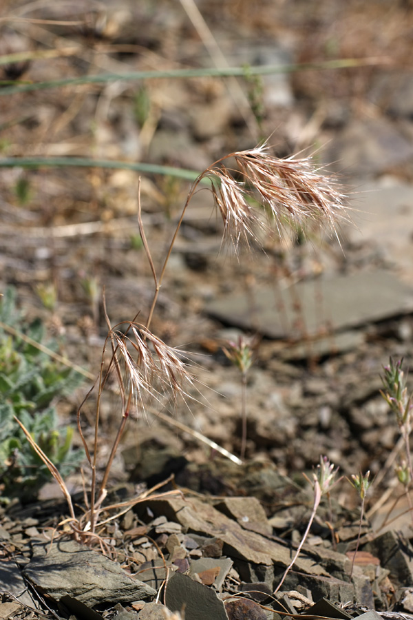 Изображение особи Anisantha tectorum.