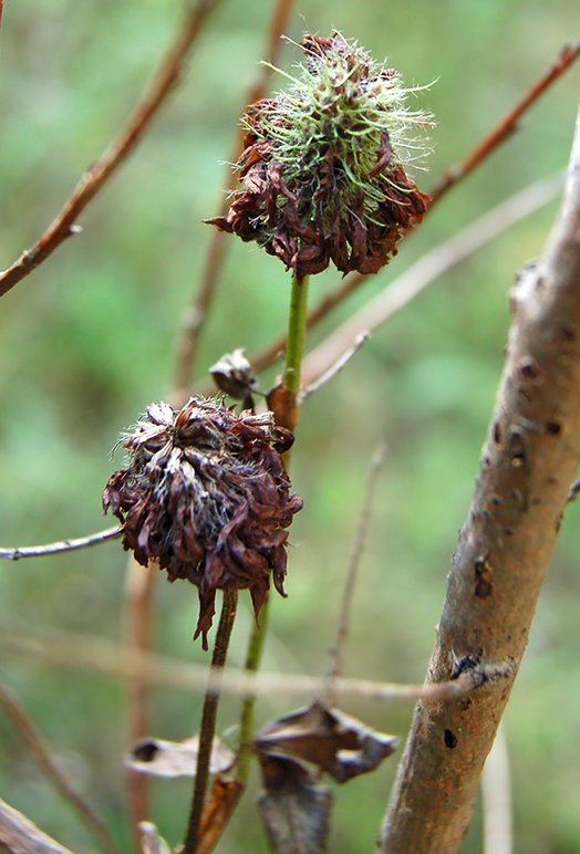 Изображение особи Trifolium pratense.