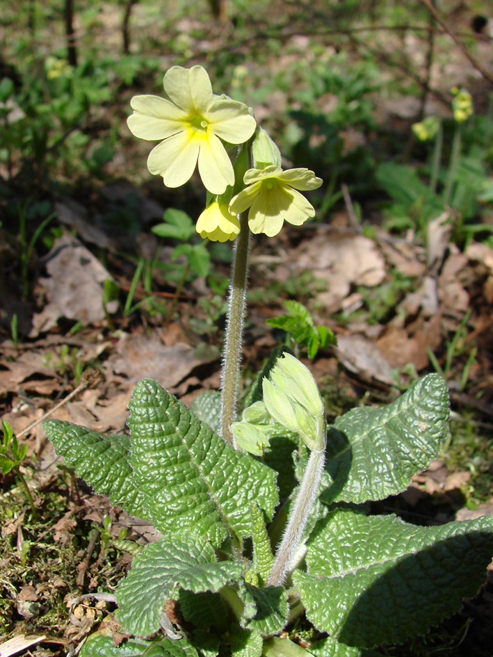 Image of Primula elatior specimen.