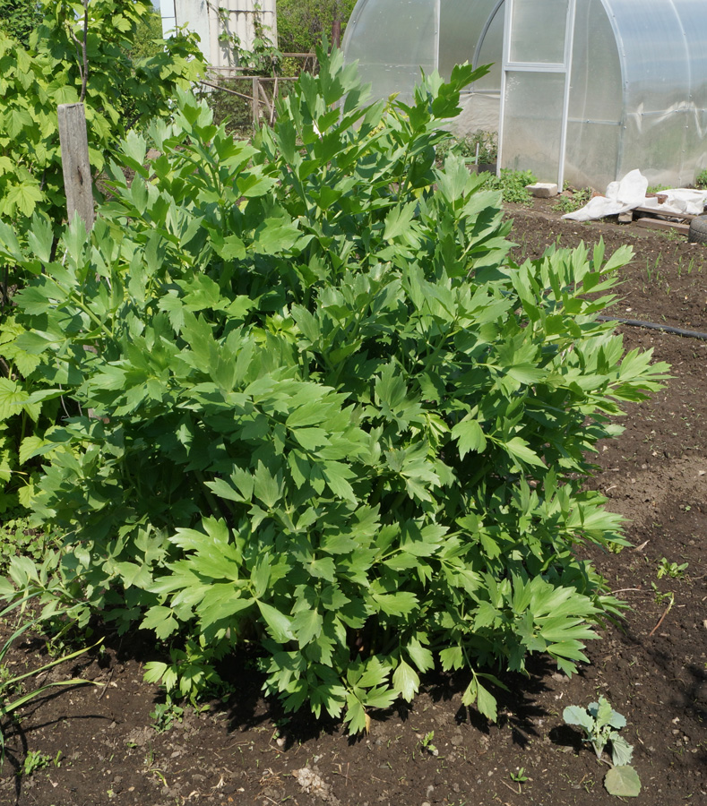 Image of Levisticum officinale specimen.