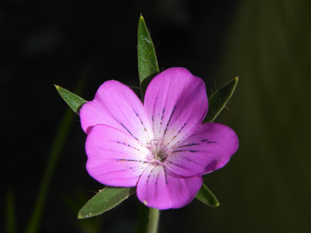 Image of Agrostemma githago specimen.