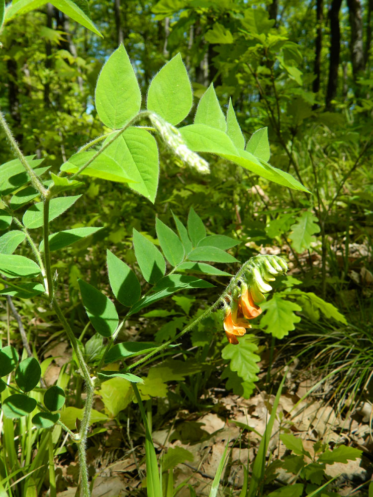 Image of Vicia crocea specimen.