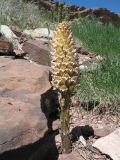 Orobanche spectabilis