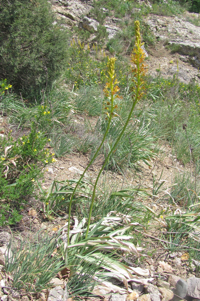 Изображение особи Eremurus jungei.