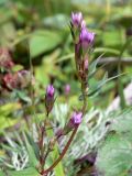 Gentianella amarella