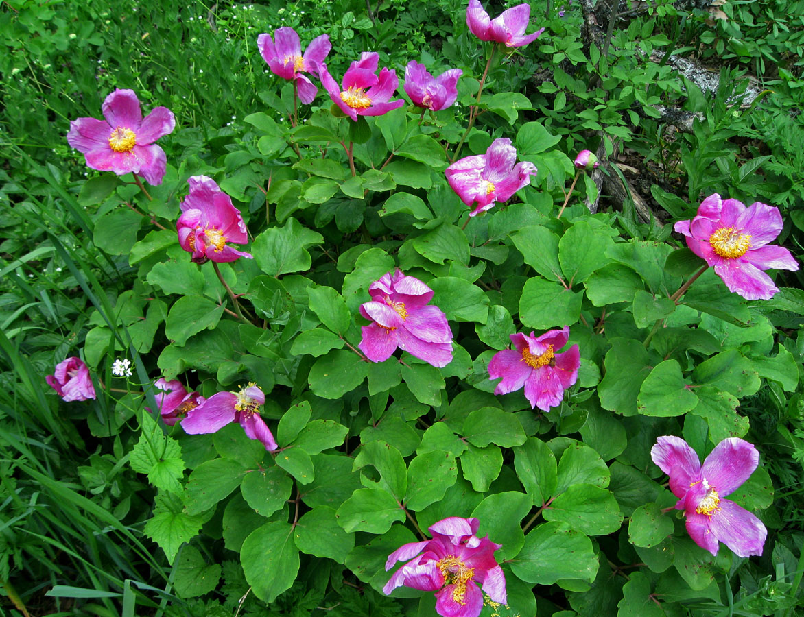 Image of Paeonia daurica specimen.