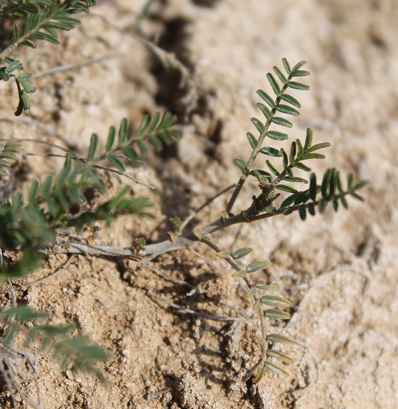 Изображение особи Astragalus austriacus.