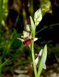 Ophrys oestrifera