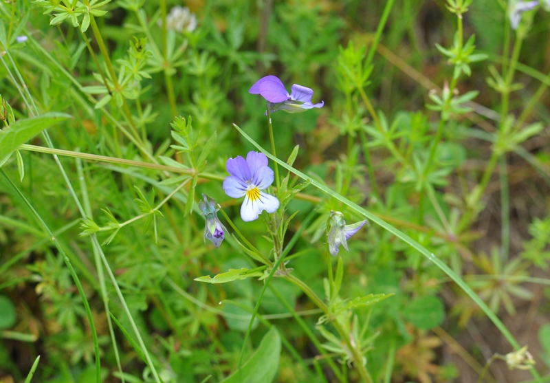 Image of Viola tricolor specimen.