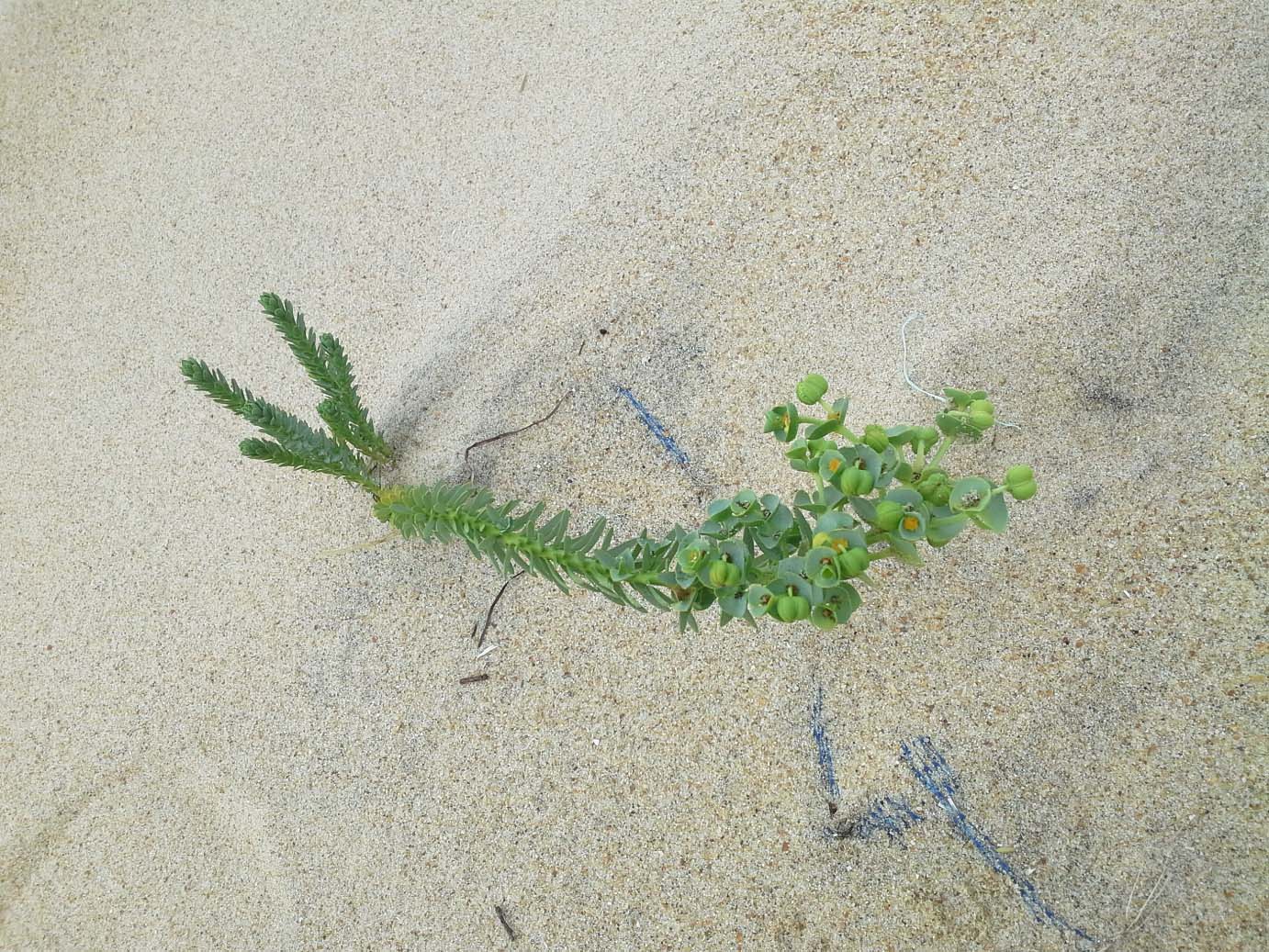 Image of Euphorbia paralias specimen.