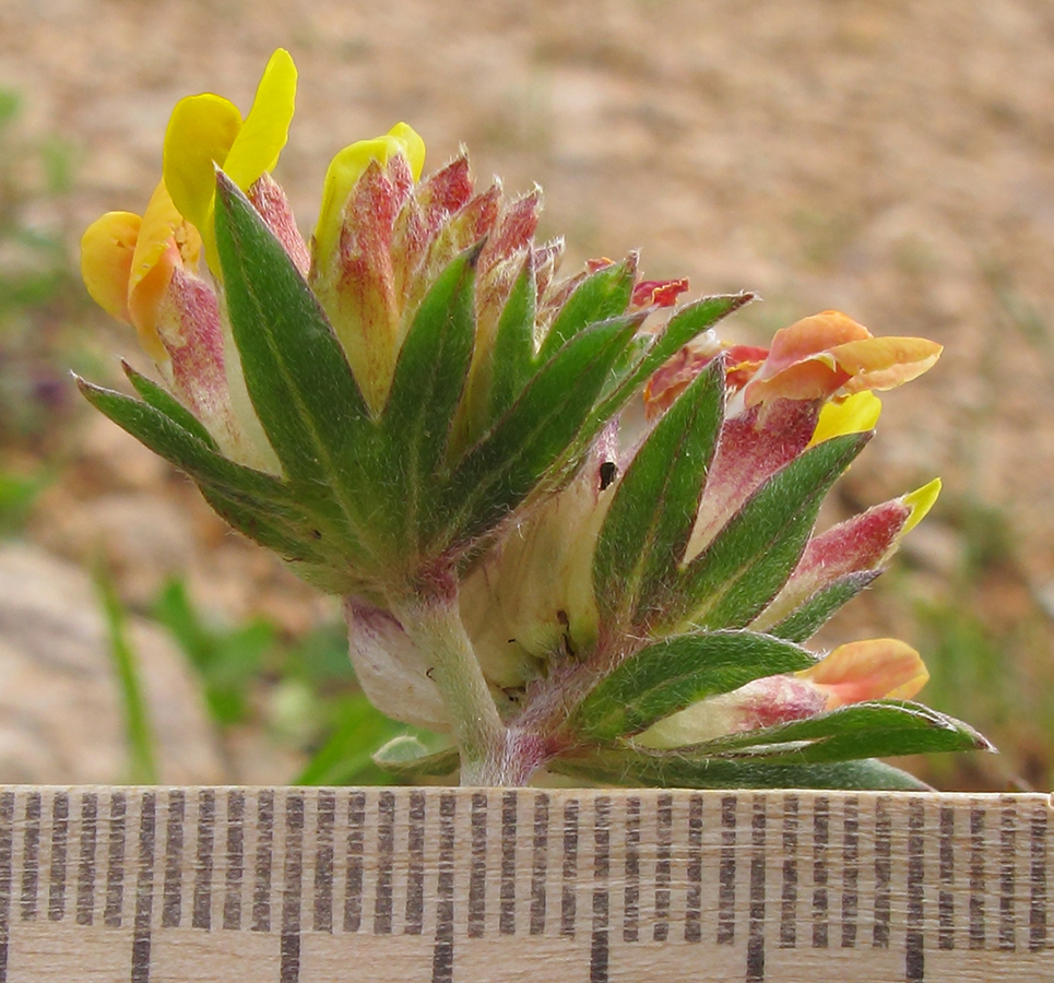 Изображение особи Anthyllis variegata.
