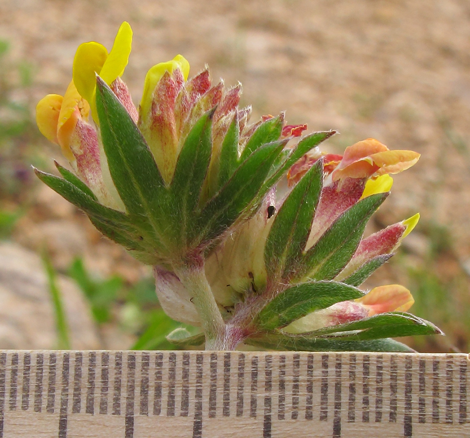 Image of Anthyllis variegata specimen.