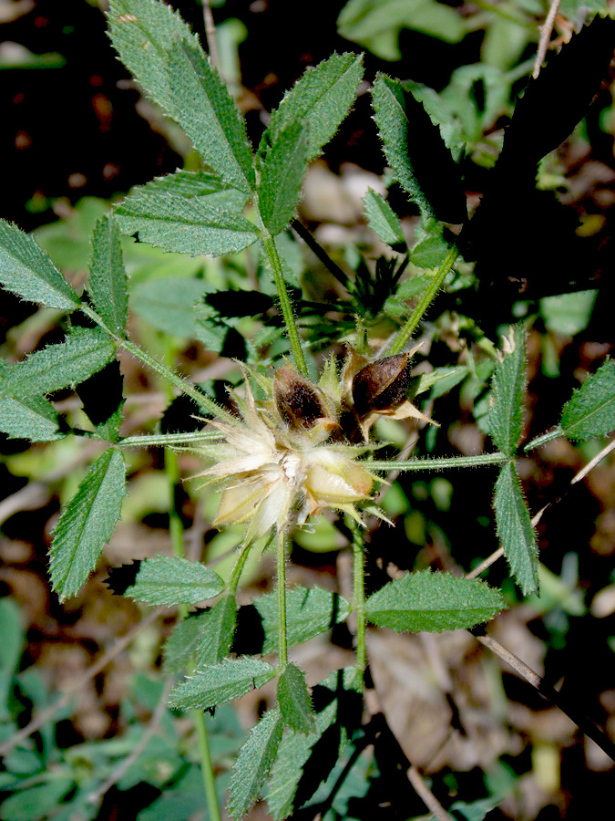Image of Ononis pusilla specimen.