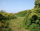 Cotinus coggygria. Окраина леса из цветущих мужских растений. Украина, Херсонская обл., Голопристанский р-н, о-в Тендровская Коса, северо-западная часть. 26 мая 2007 г.