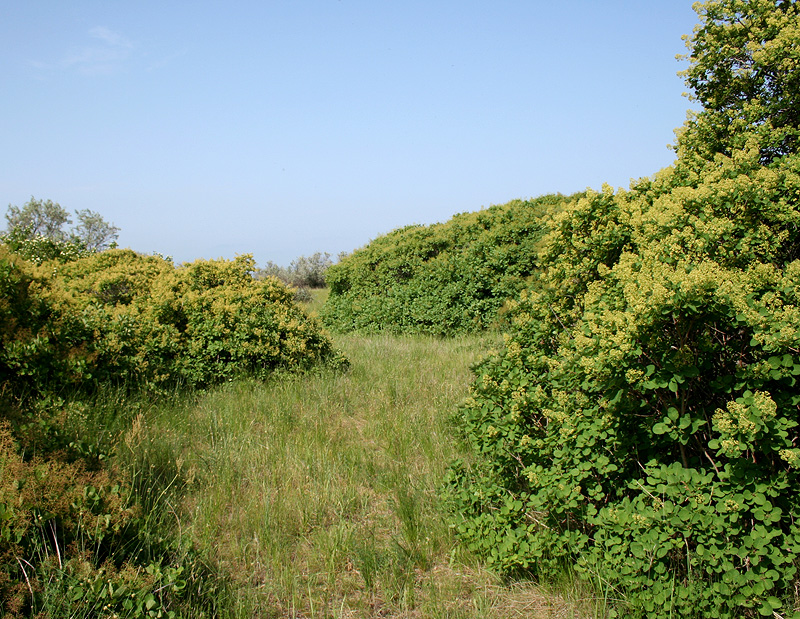 Image of Cotinus coggygria specimen.