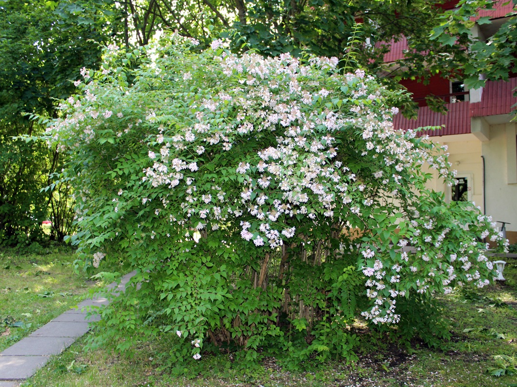 Изображение особи Kolkwitzia amabilis.