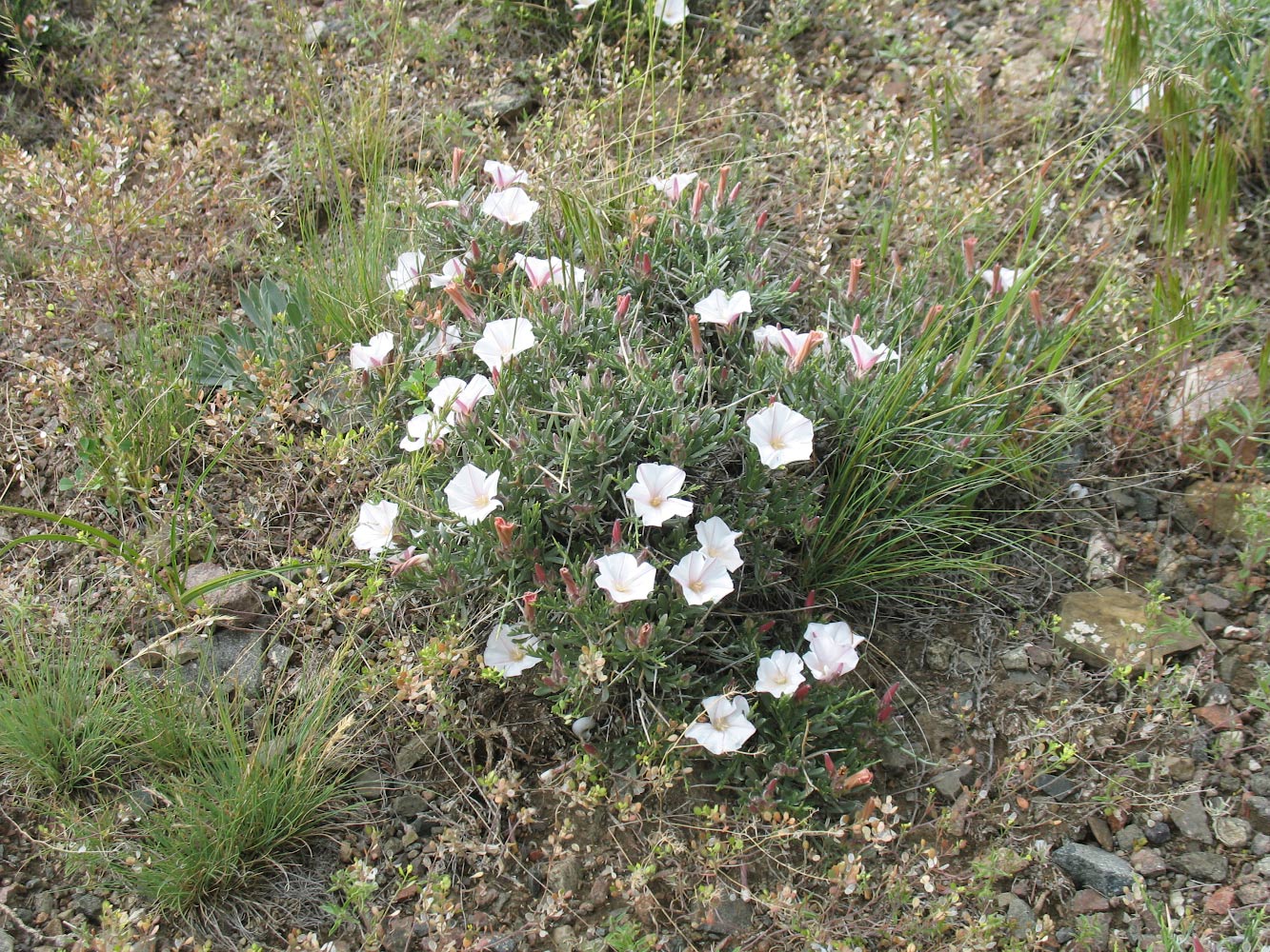 Image of Convolvulus tragacanthoides specimen.