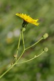 Sonchus arvensis ssp. uliginosus