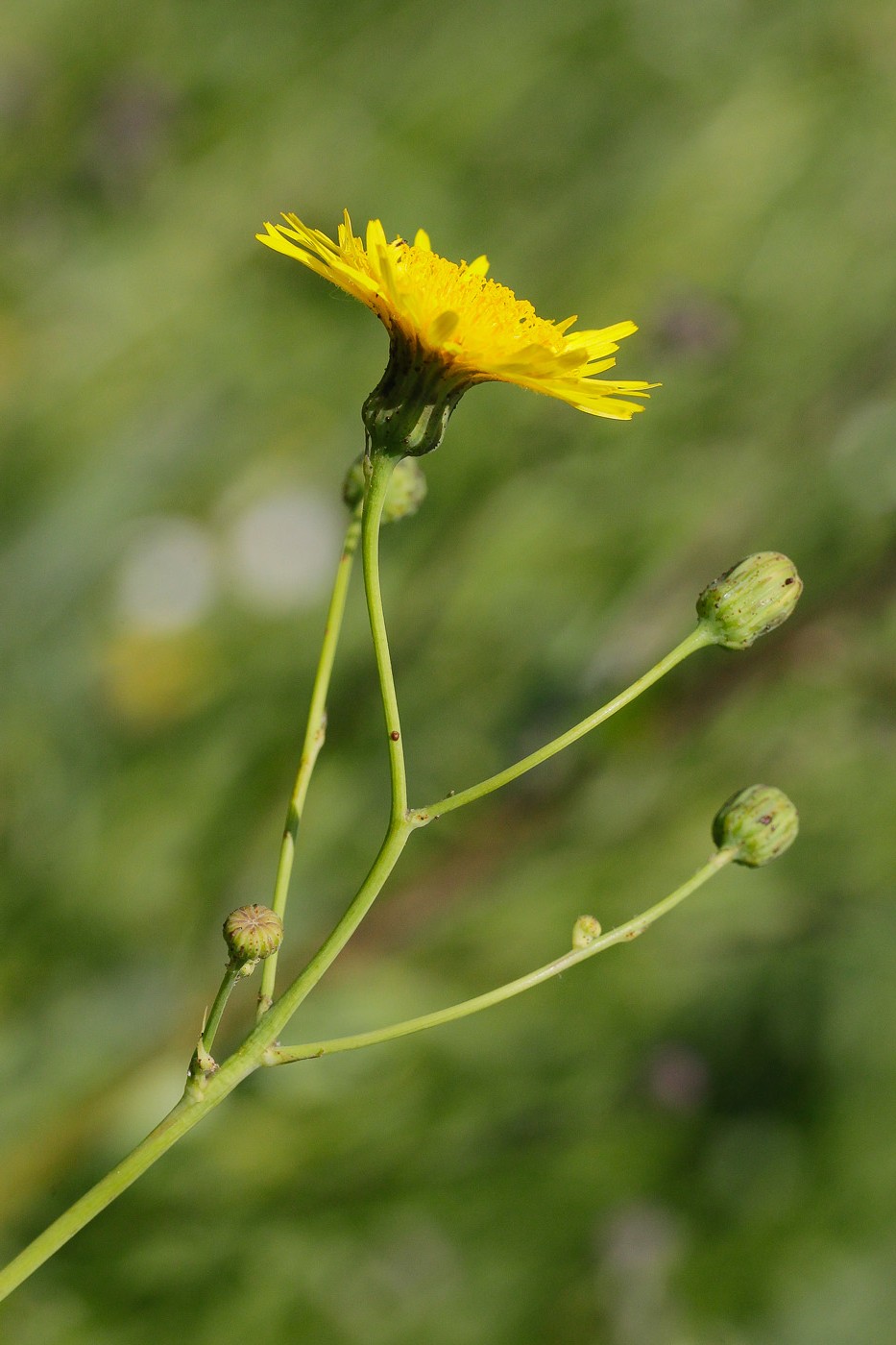 Image of Sonchus arvensis ssp. uliginosus specimen.