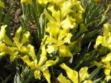Iris humilis. Цветущие растения. Республика Хакасия, Алтайский р-н, гора Самохвал. 15 мая 2008 г.