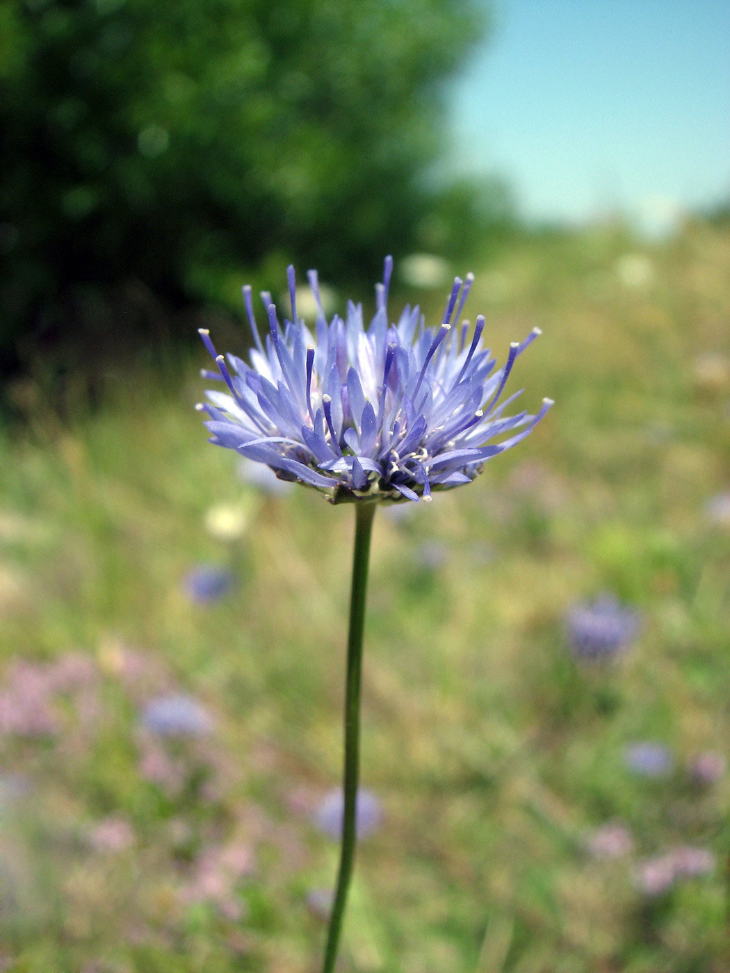 Image of Jasione montana specimen.