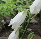 Campanula makaschvilii. Цветок. Московская обл., в культуре. 23.07.2016.