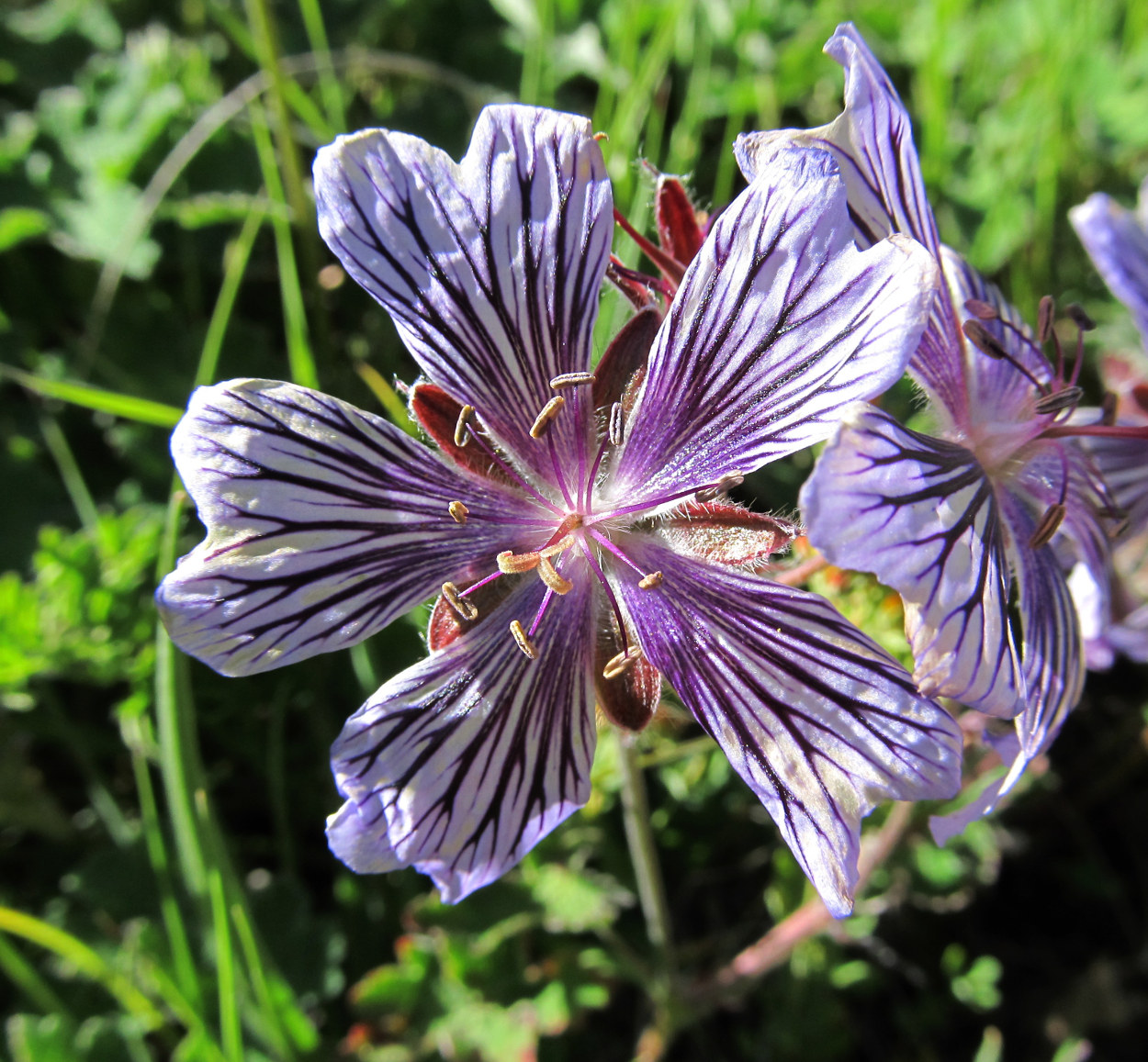 Изображение особи Geranium renardii.