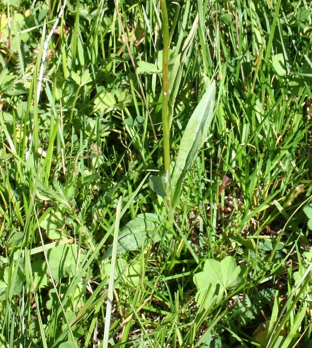 Image of Dactylorhiza fuchsii specimen.