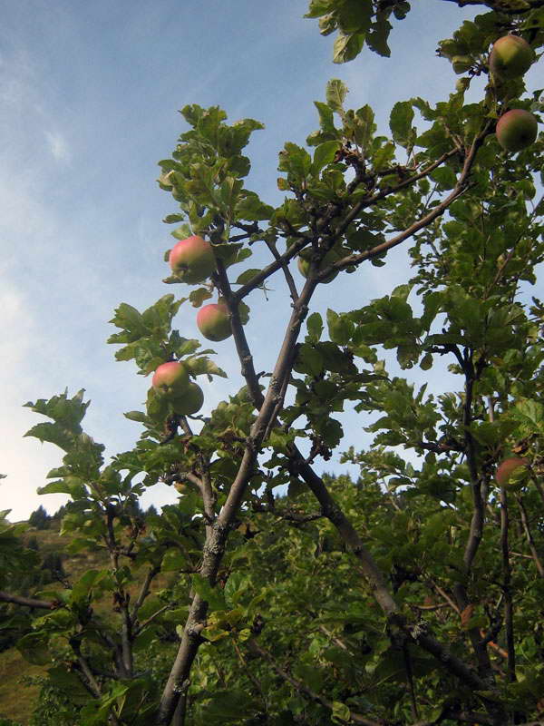 Image of Malus sieversii specimen.