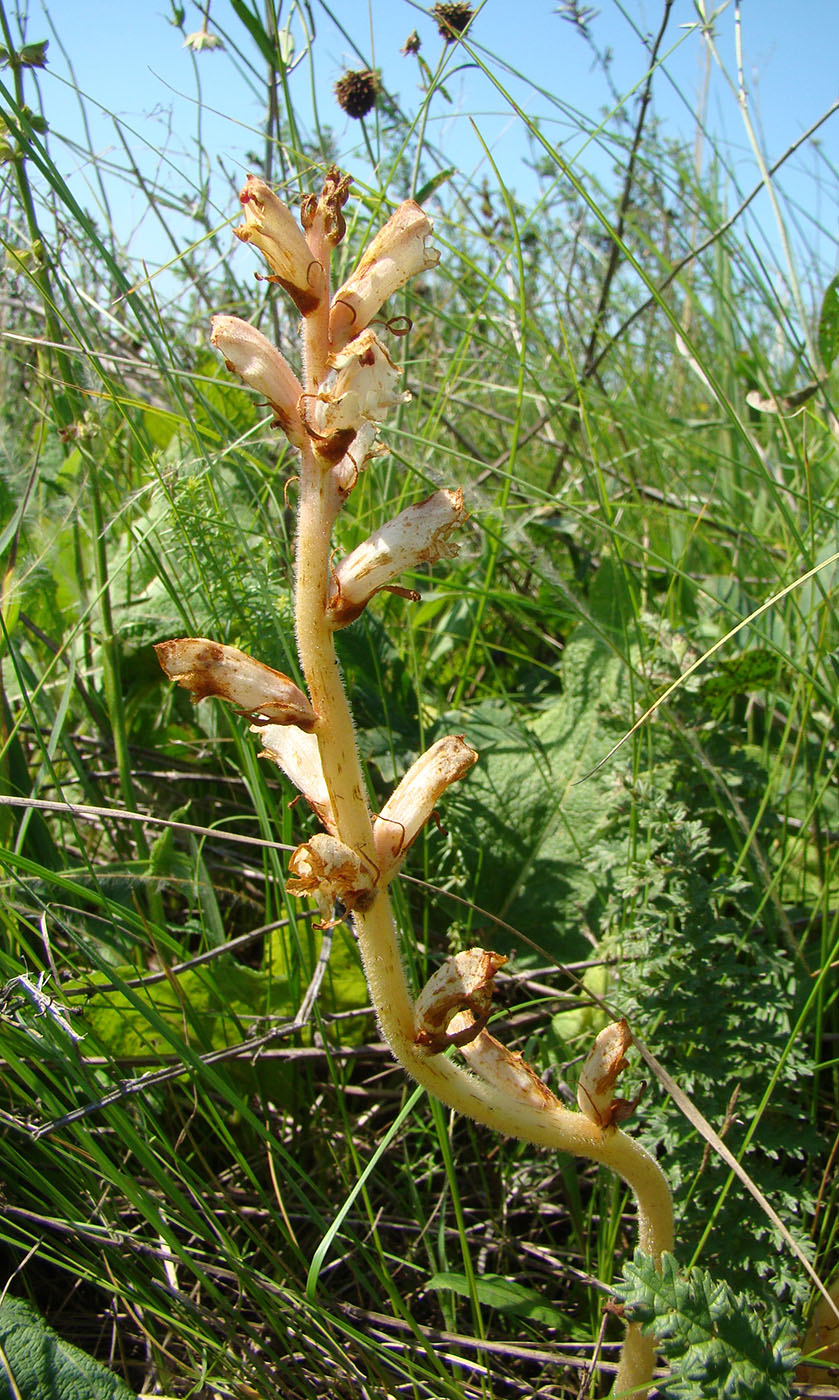 Image of Orobanche alba specimen.