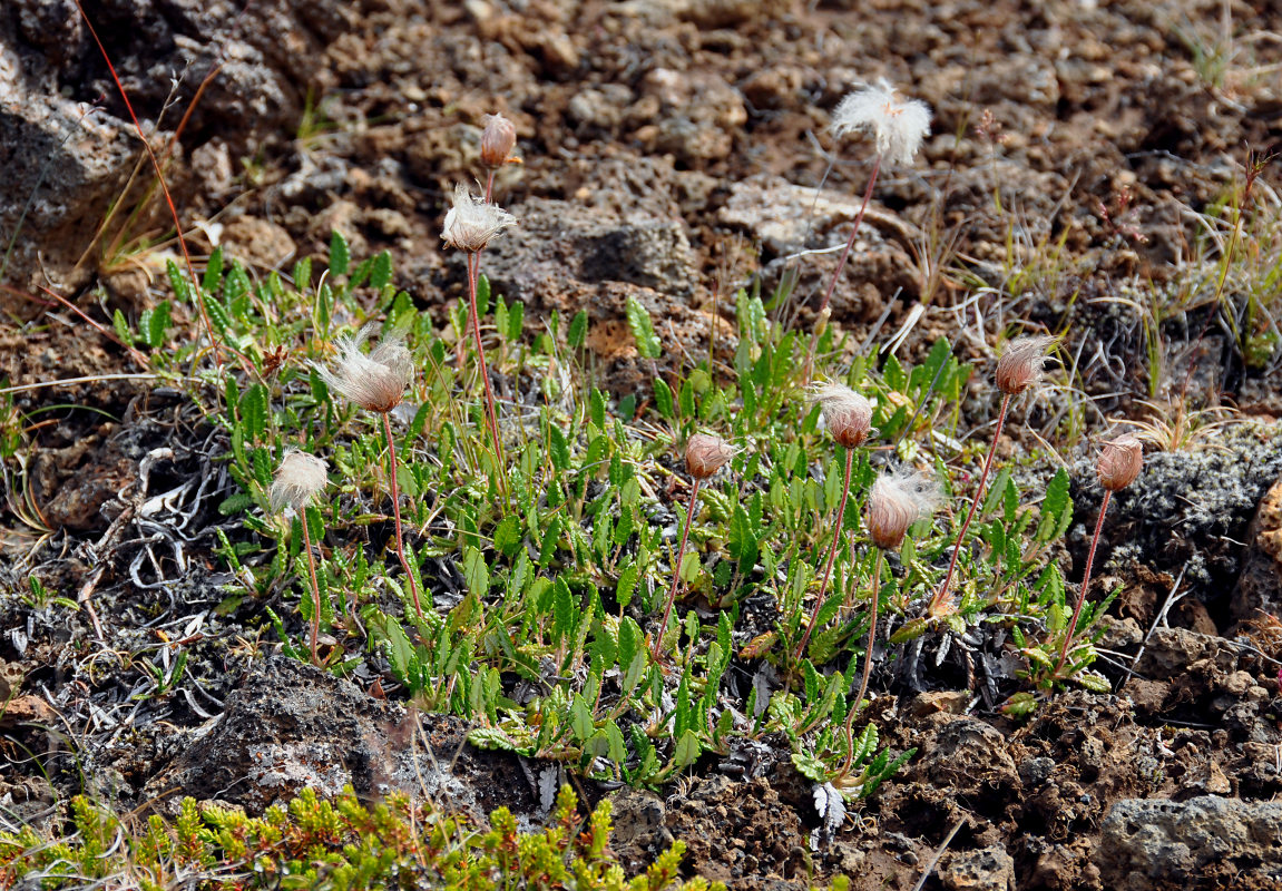 Image of Dryas octopetala specimen.