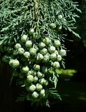 genus Cupressus