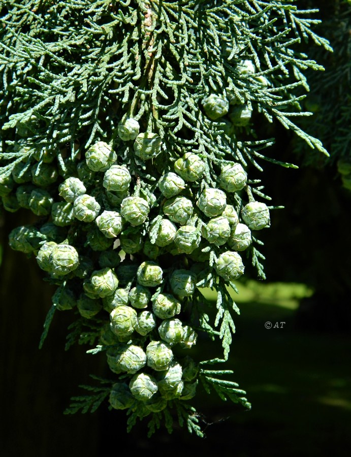 Image of genus Cupressus specimen.
