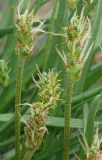 Plantago подвид subpolaris